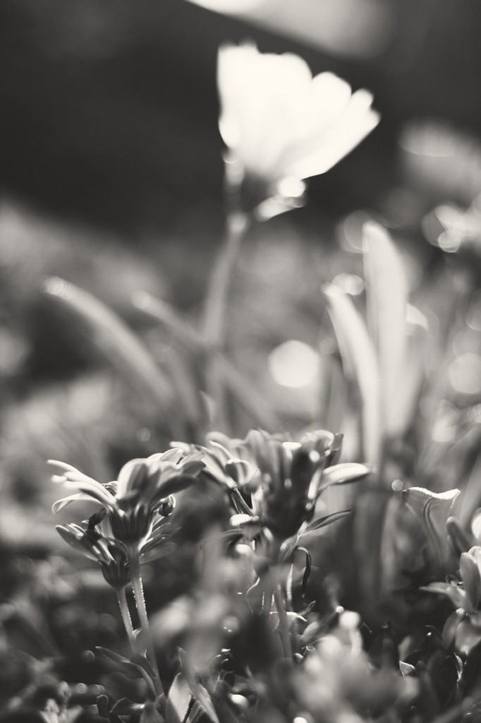 Flowers colorless