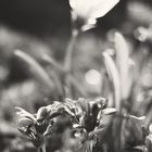 Flowers colorless