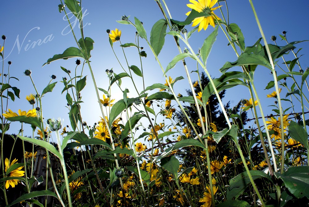 Flowers