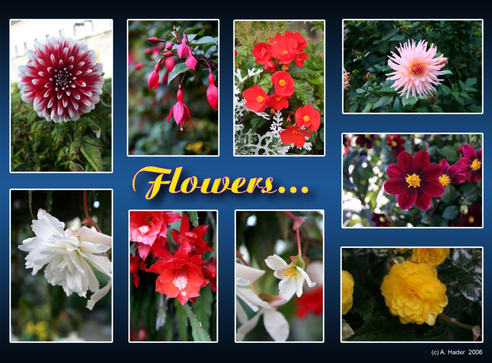 Flowers...