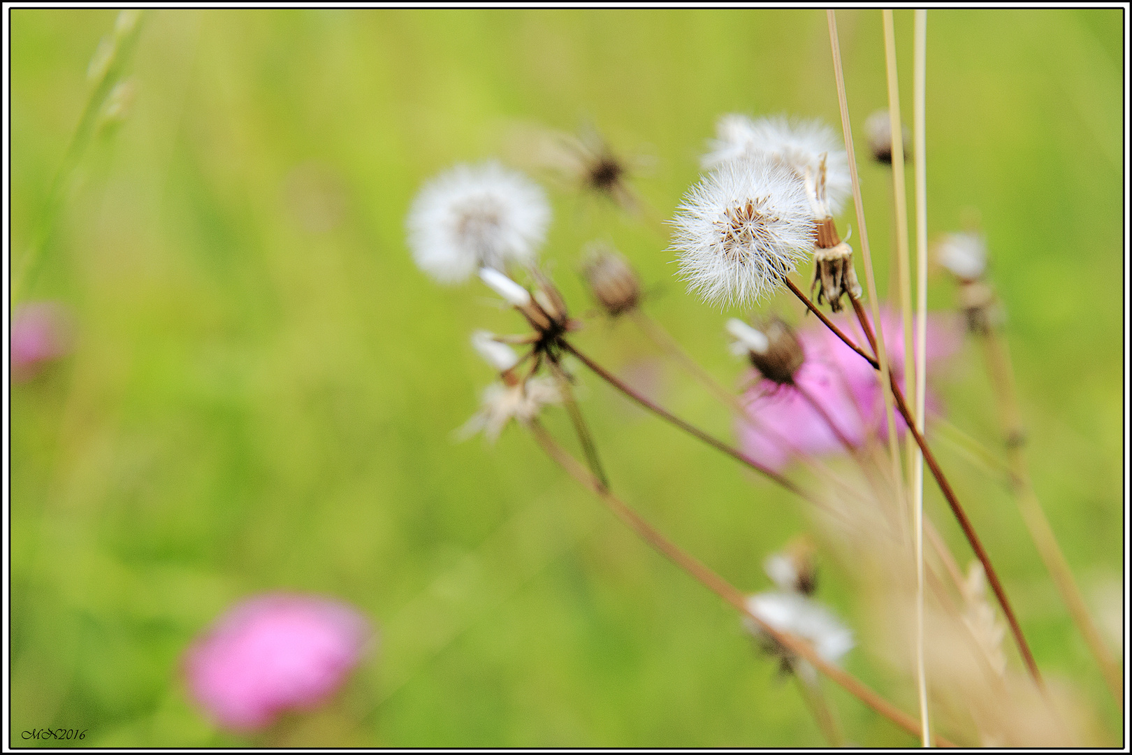 ...Flowers...