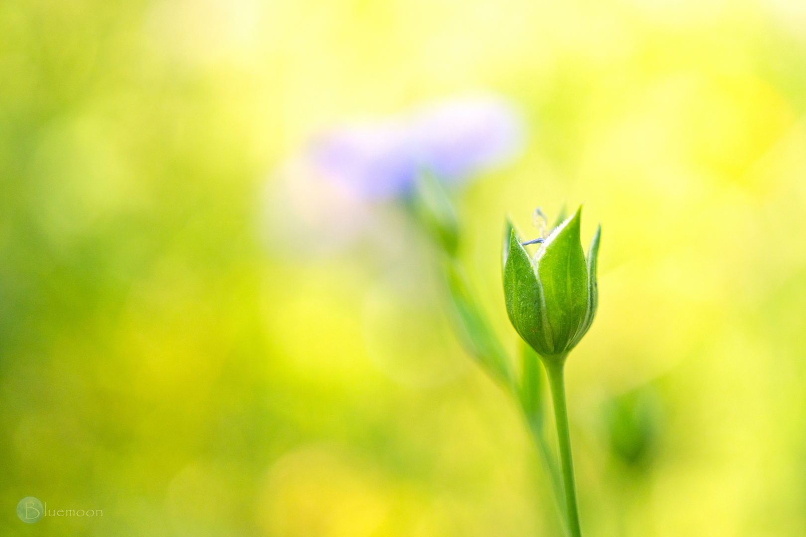 flowers end Foto & Bild pflanzen, pilze & flechten, blüten