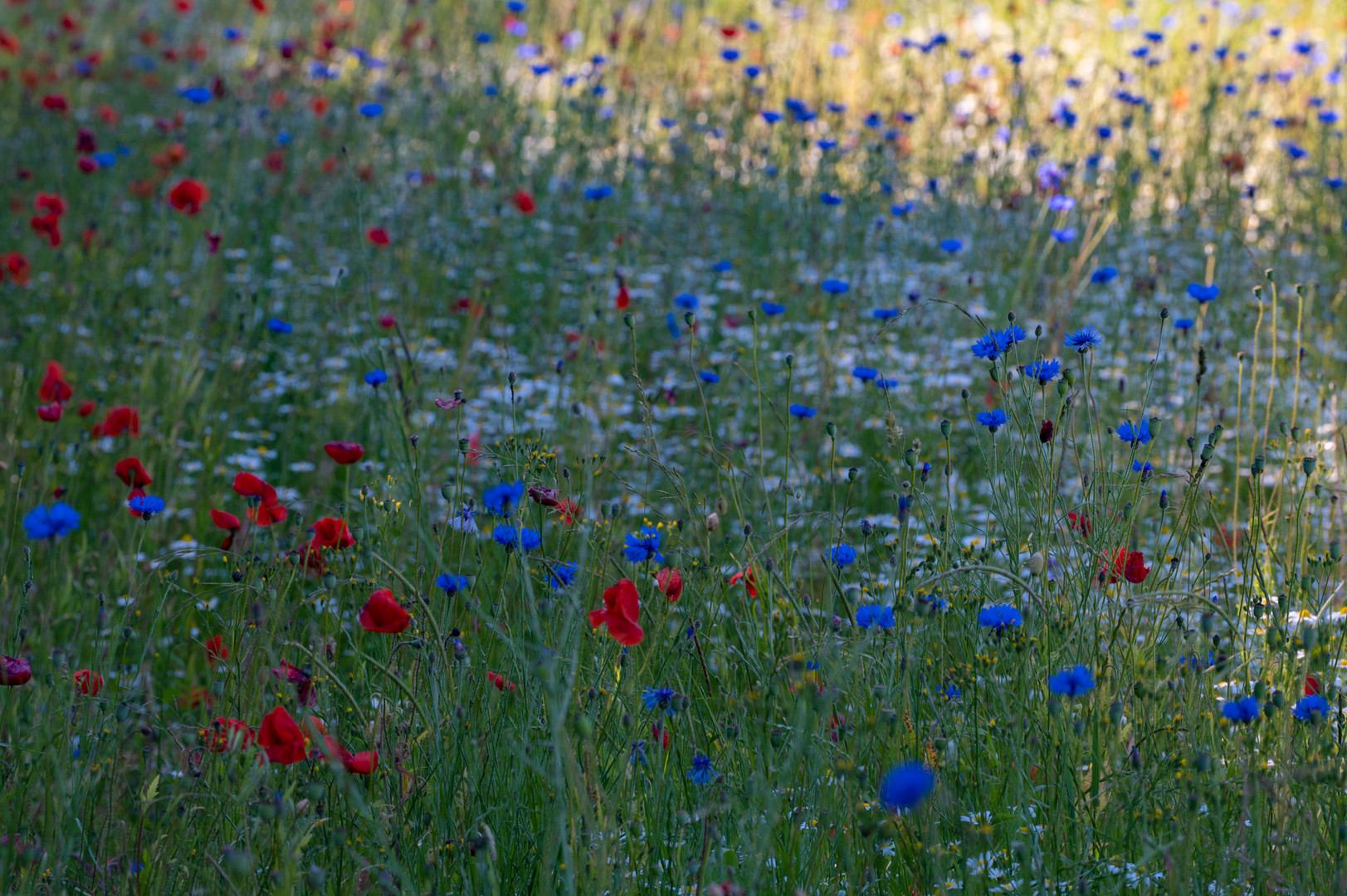 Flowers everywhere....