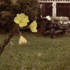 Flowers, Fendt, Farmer