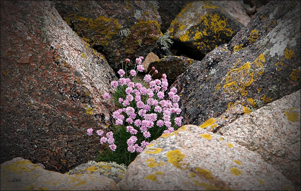 Flowers for my Lady.....