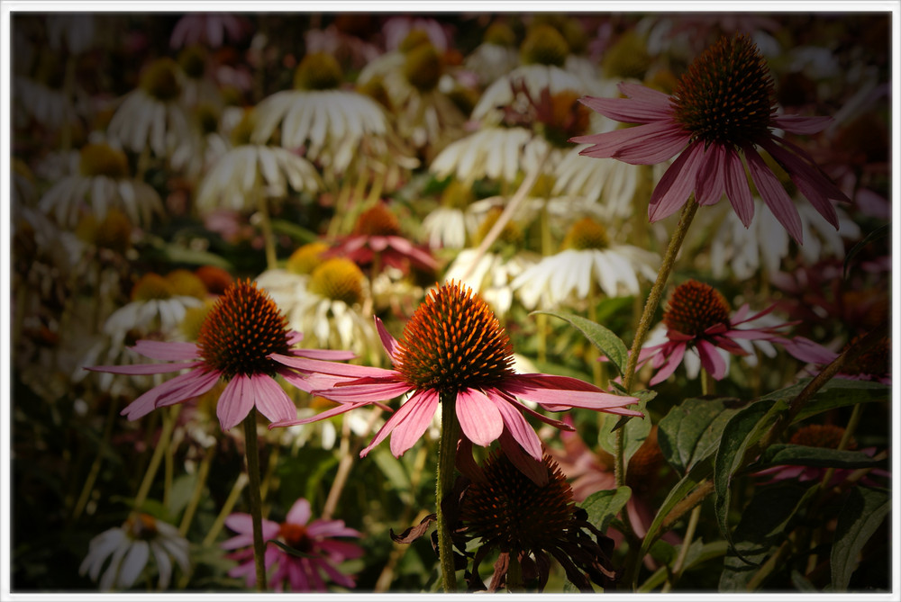 Flowers for Peace