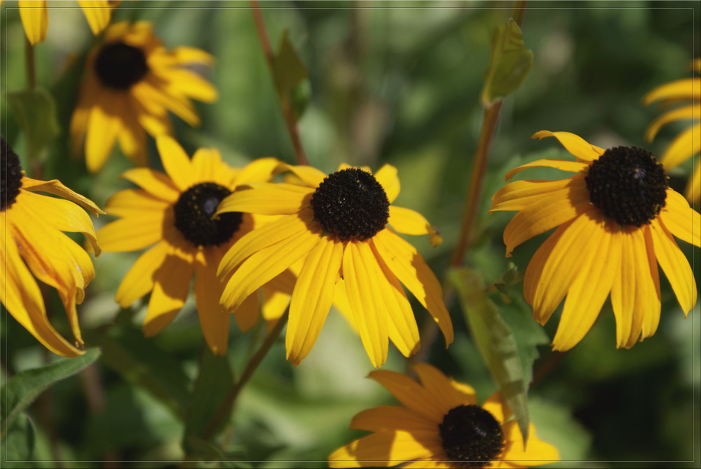 Flowers for Prosperity..