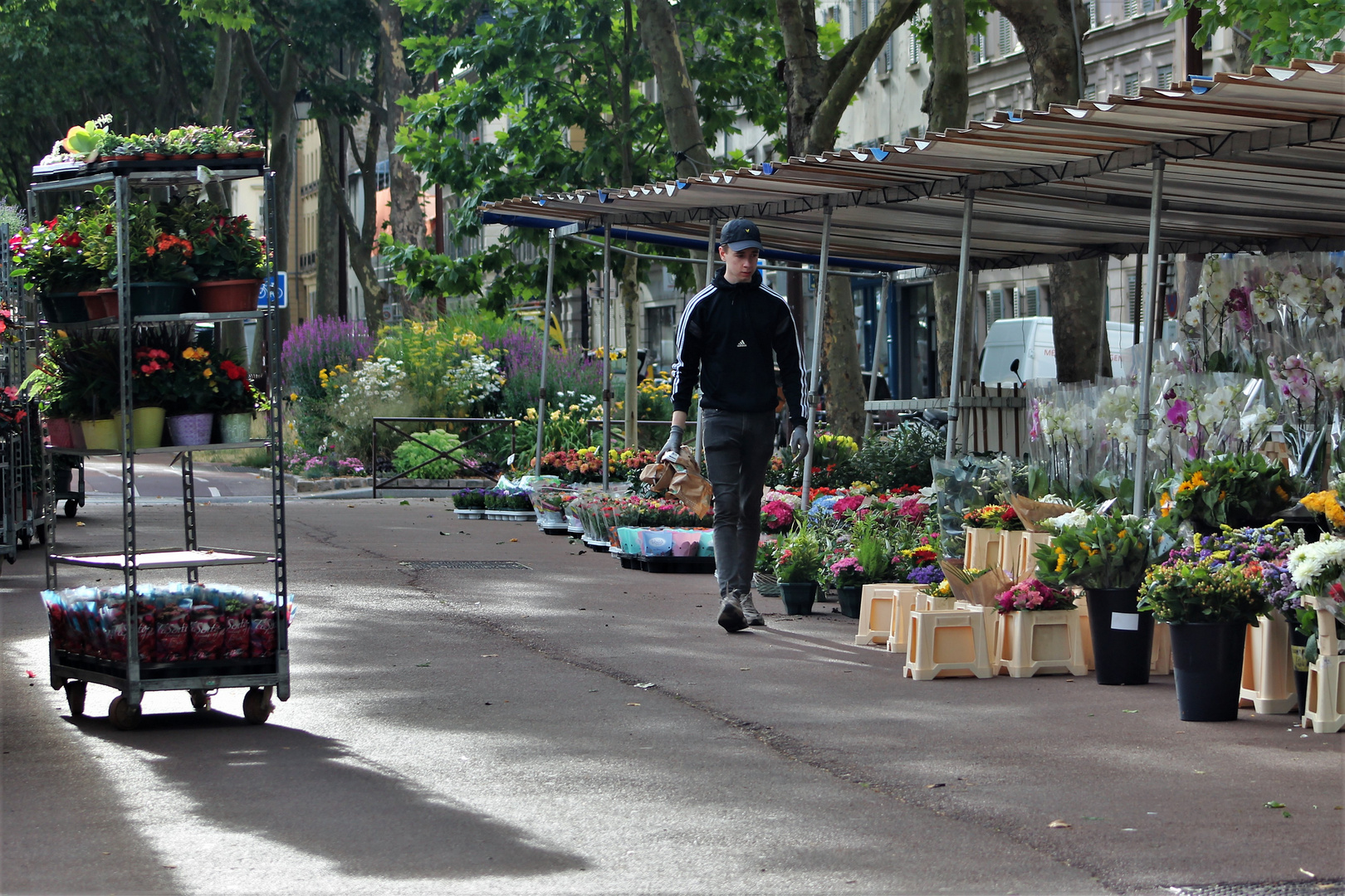 Flowers for Sale