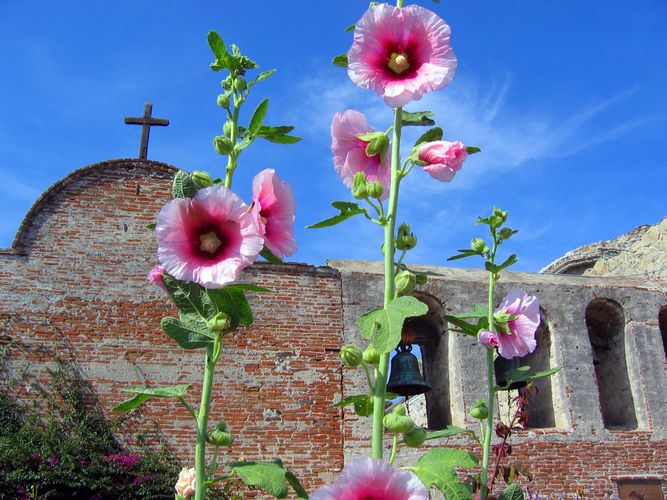 Flowers for the Church