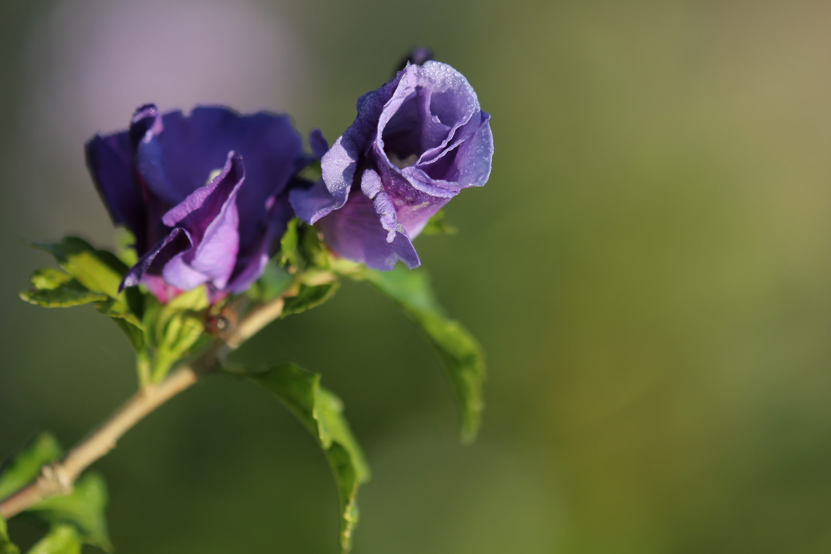 flowers for you