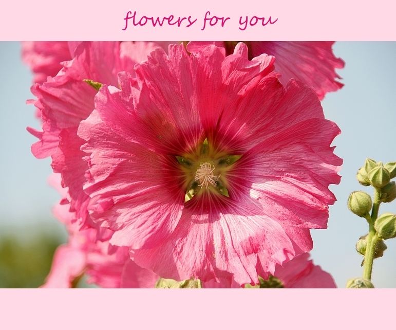 *flowers for you*