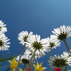 flowers from below