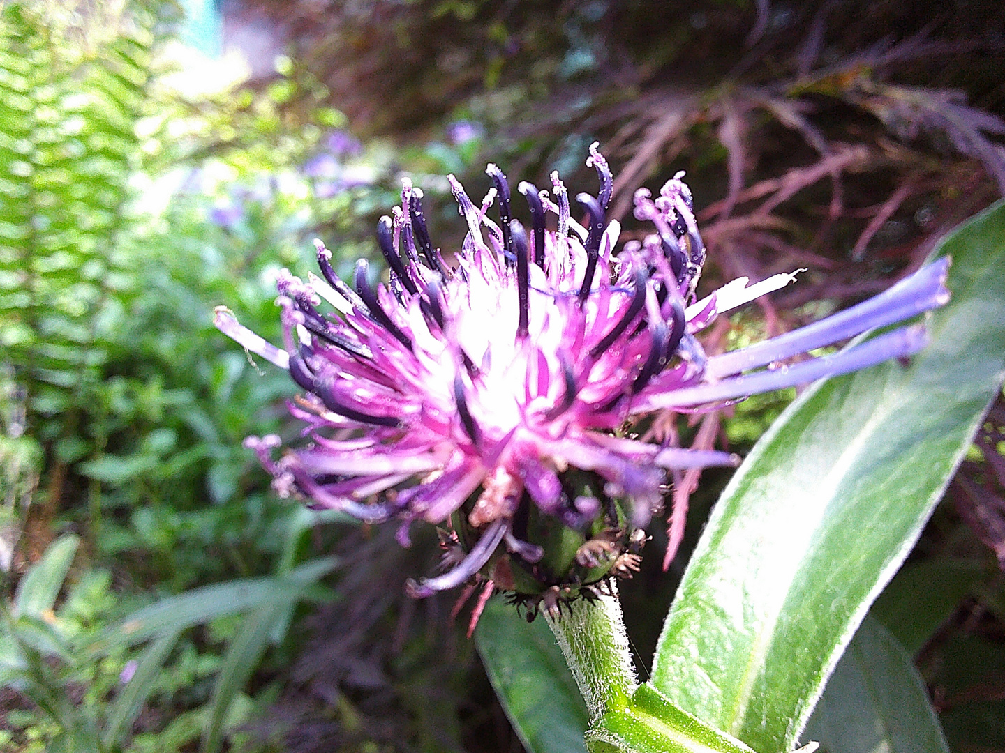 Flowers from Garden