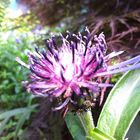 Flowers from Garden