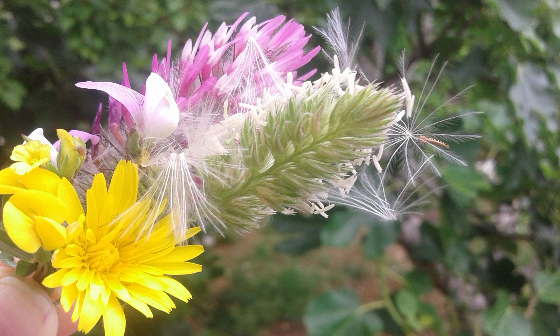 flowers from mountains