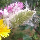 flowers from mountains