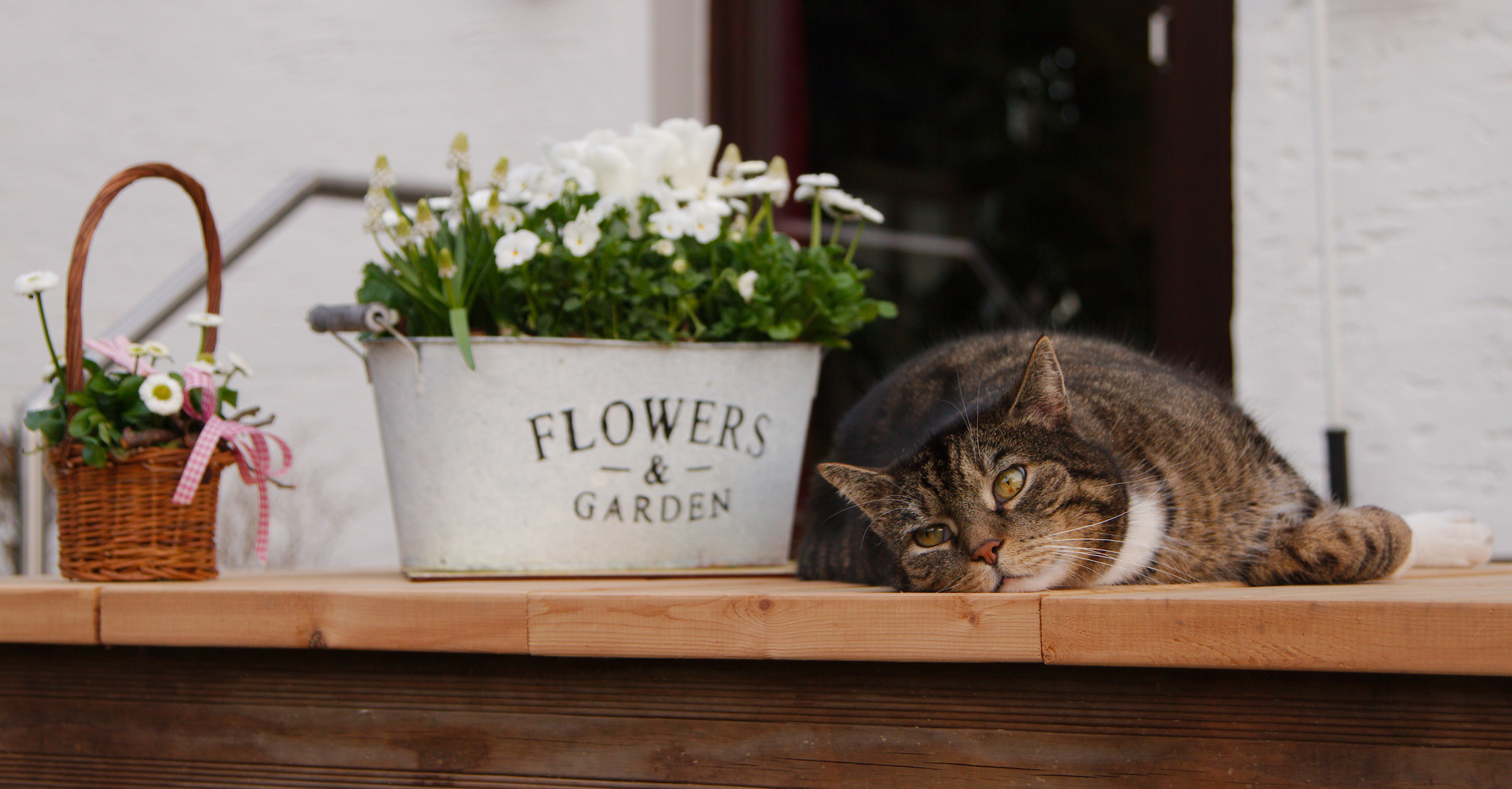 Flowers & Garden & Cats