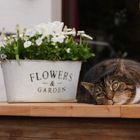 Flowers & Garden & Cats