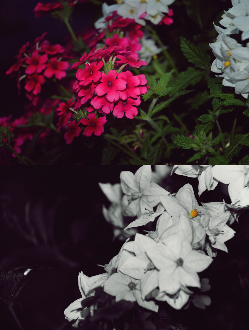 #flowers #garden #summer