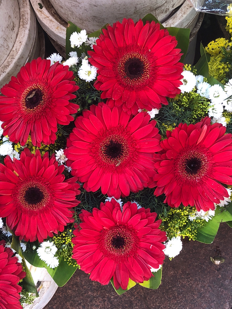 flowers gerberas