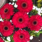 flowers gerberas