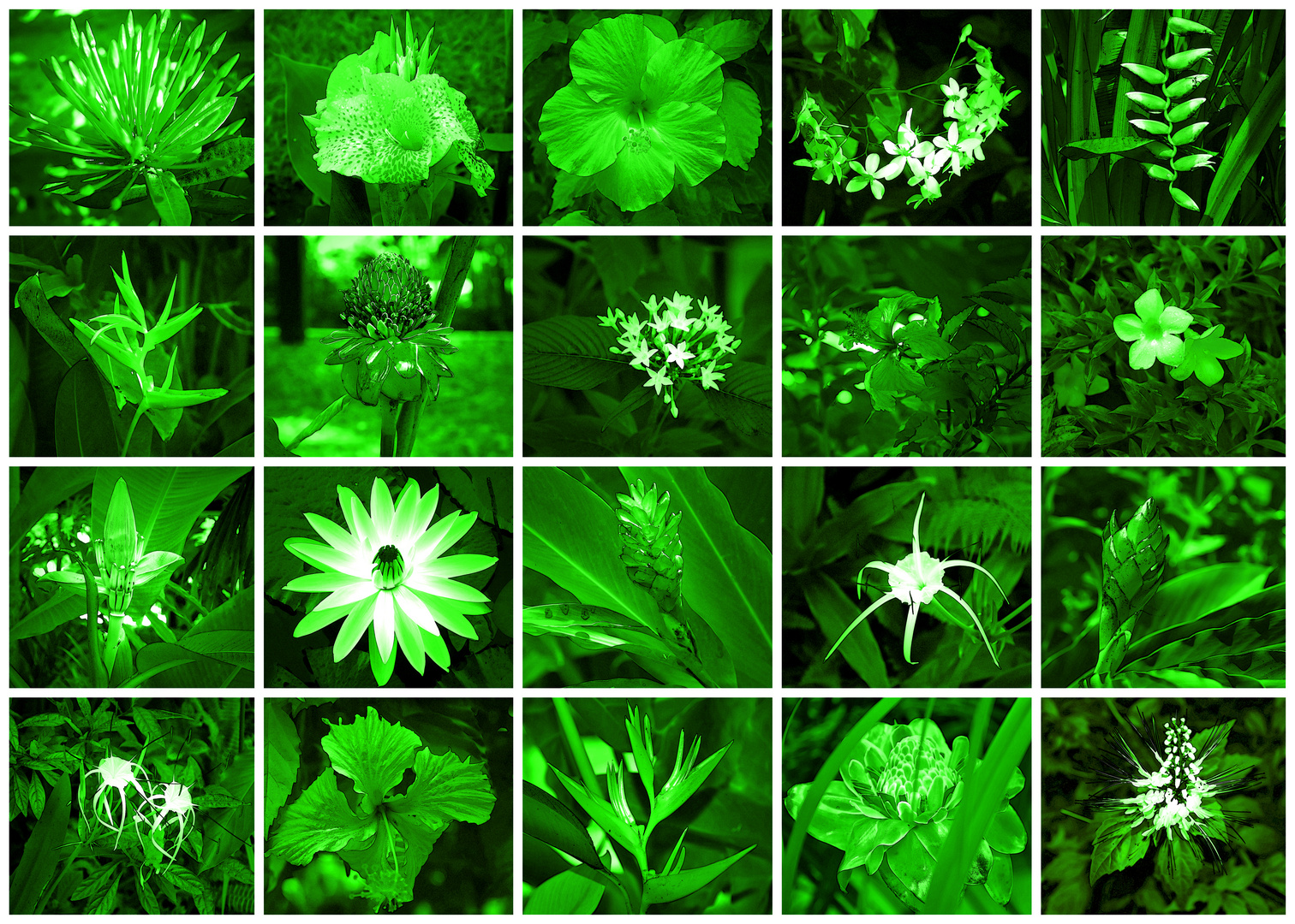 flowers-green