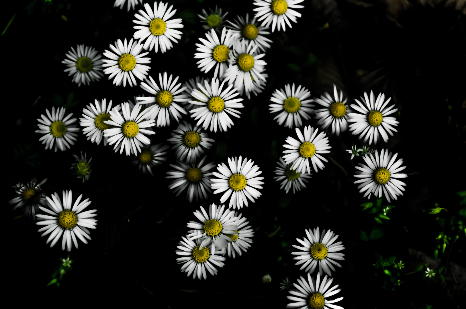 Flowers growing out the shadow!