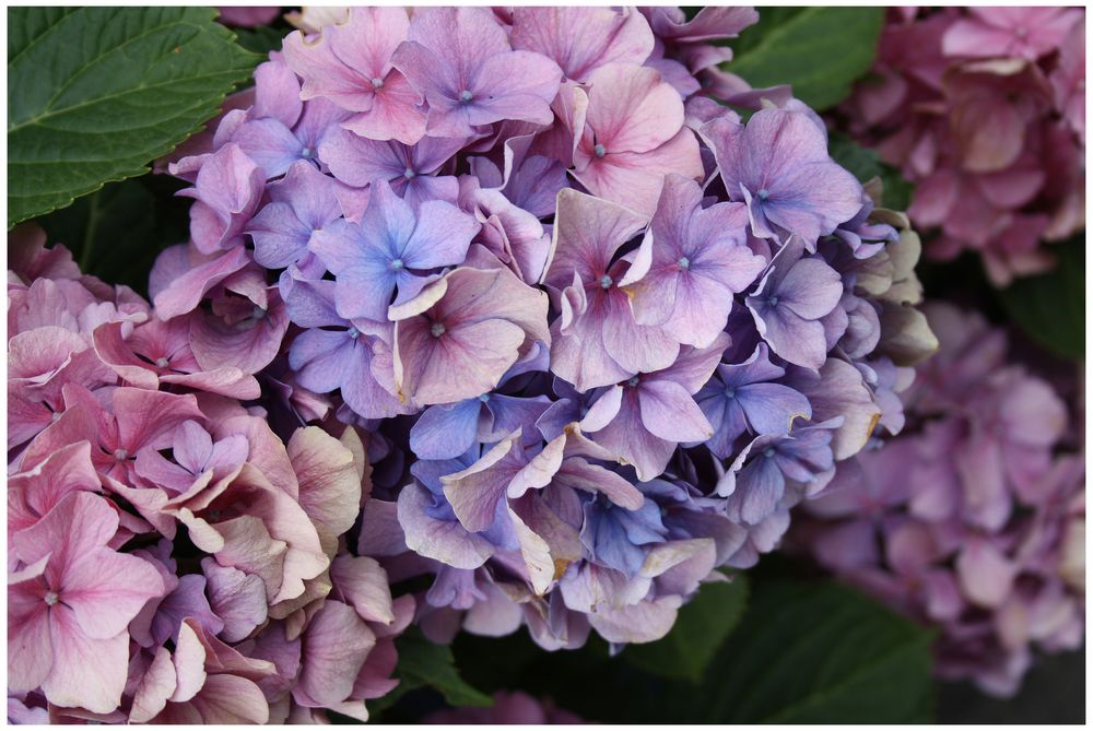 Flowers: Hydrangea