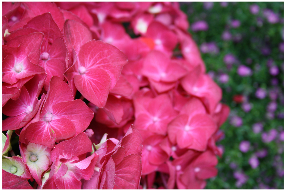 Flowers: Hydrangea 2