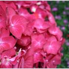Flowers: Hydrangea 2