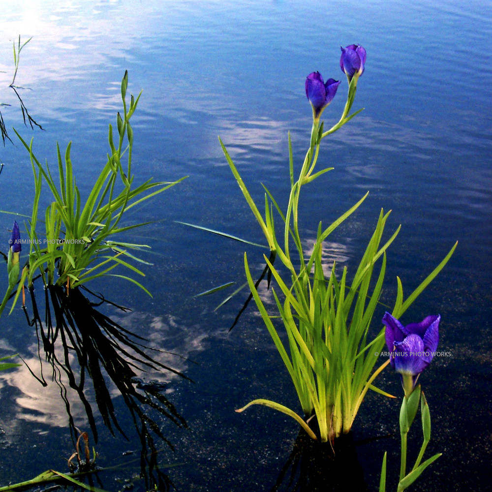 Flowers III