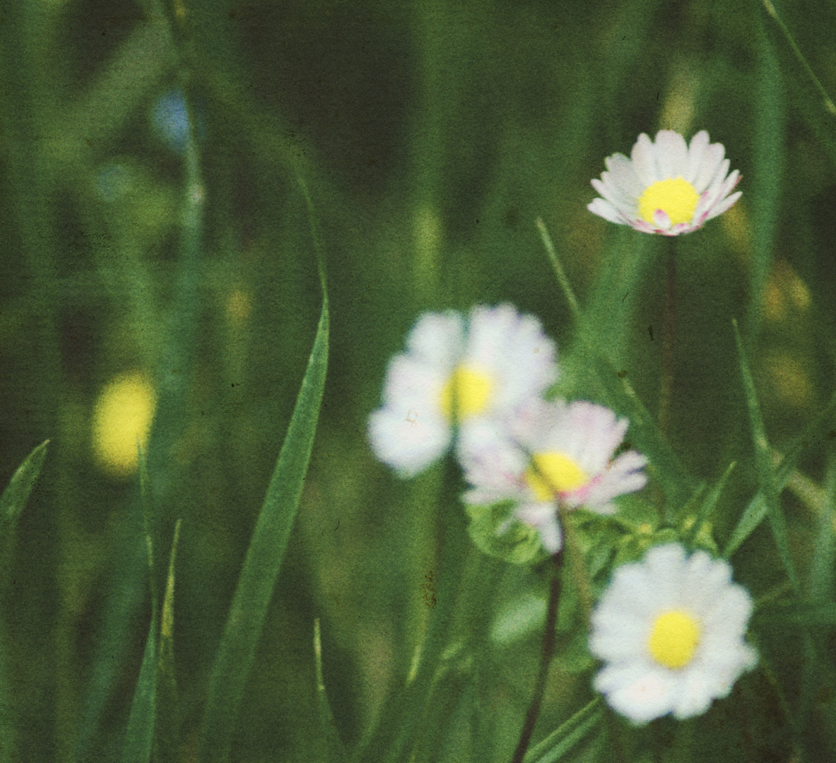 Flowers: il tempo si ferma nello sguardo.