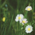 Flowers: il tempo si ferma nello sguardo.