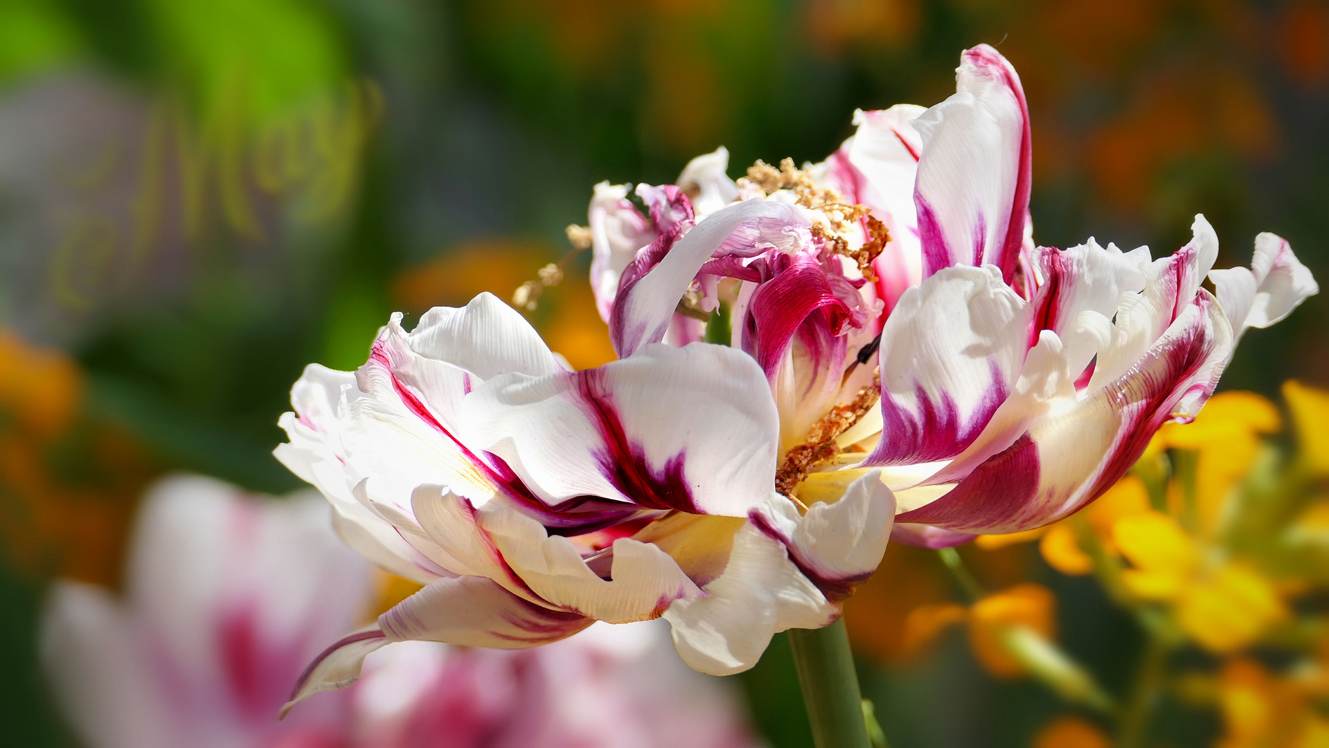 ... flowers in Alsace