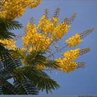 Flowers in Ariel