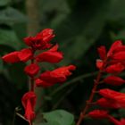 Flowers in Botanic Garden, Obera, Argentina