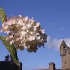 Flowers in Cawdor Castle's formal garden