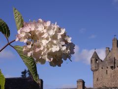 Flowers in Cawdor Castle's formal garden