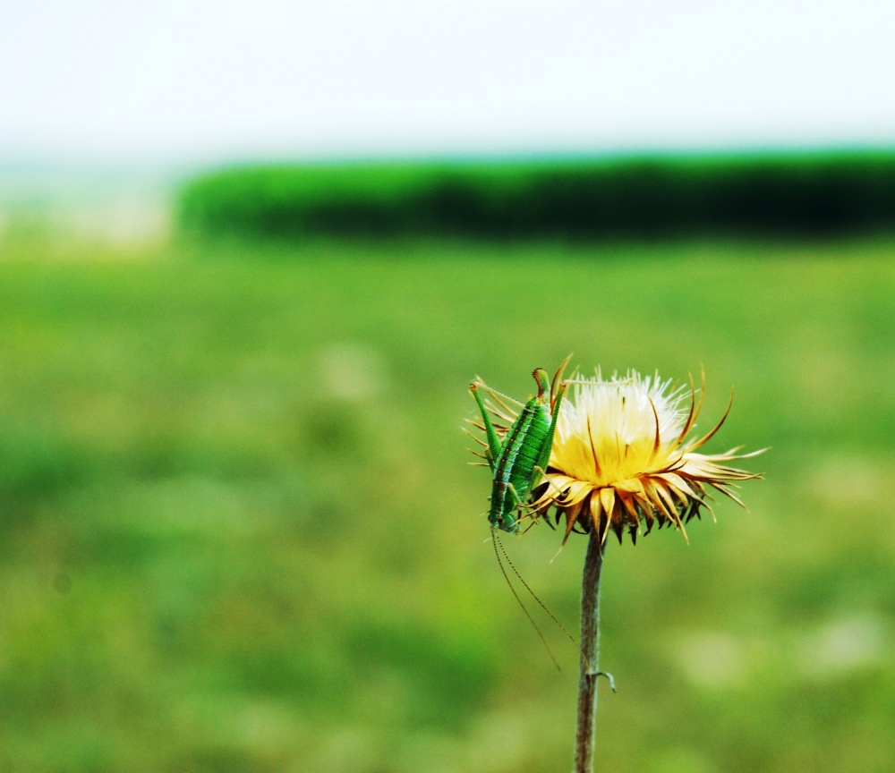 Flowers in Danube