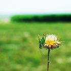 Flowers in Danube