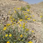 Flowers in Desert one point perspective