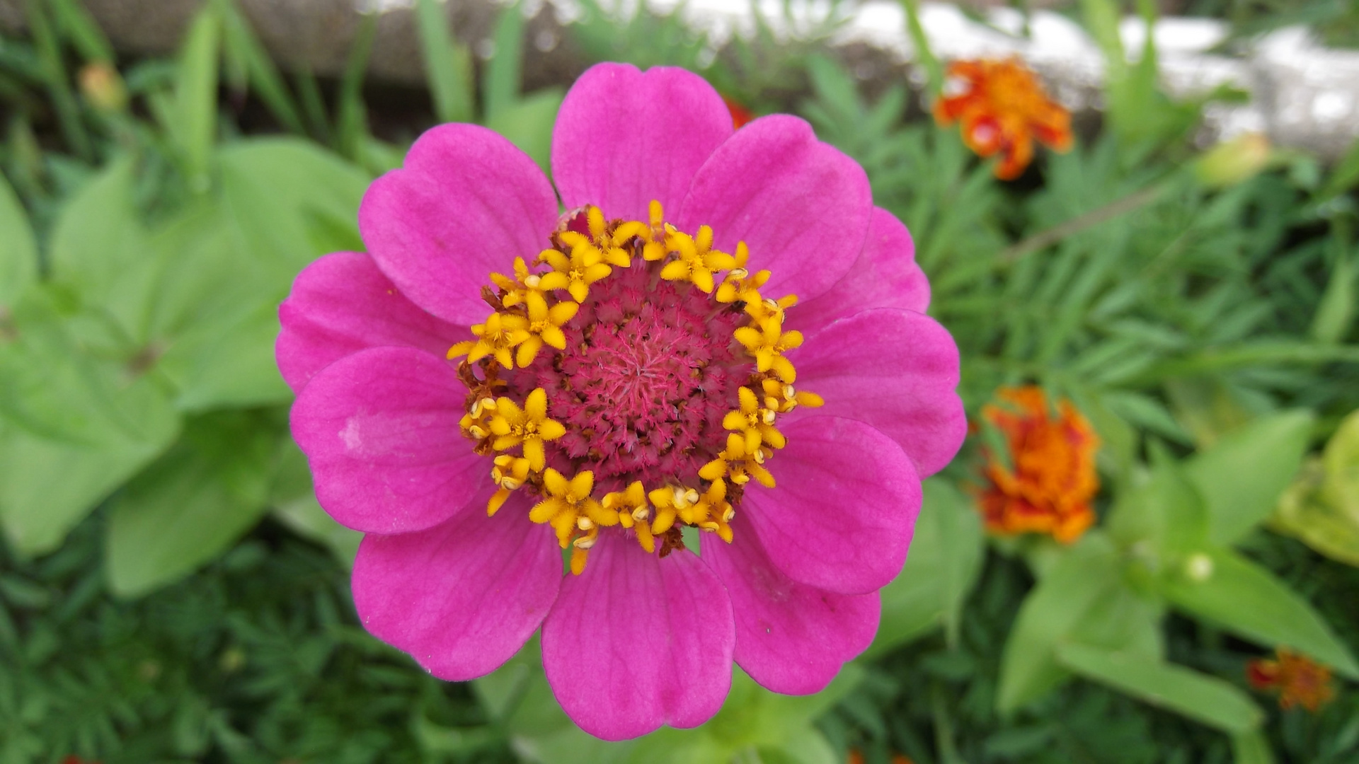 Flowers in flowers in flowers