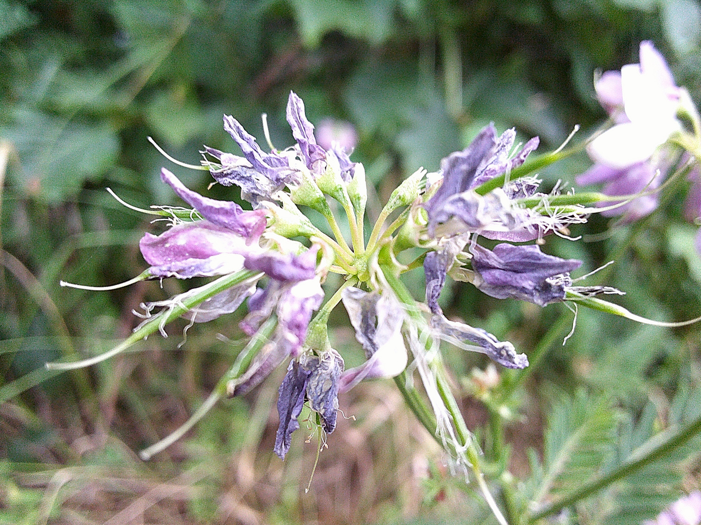 Flowers in Garden#1