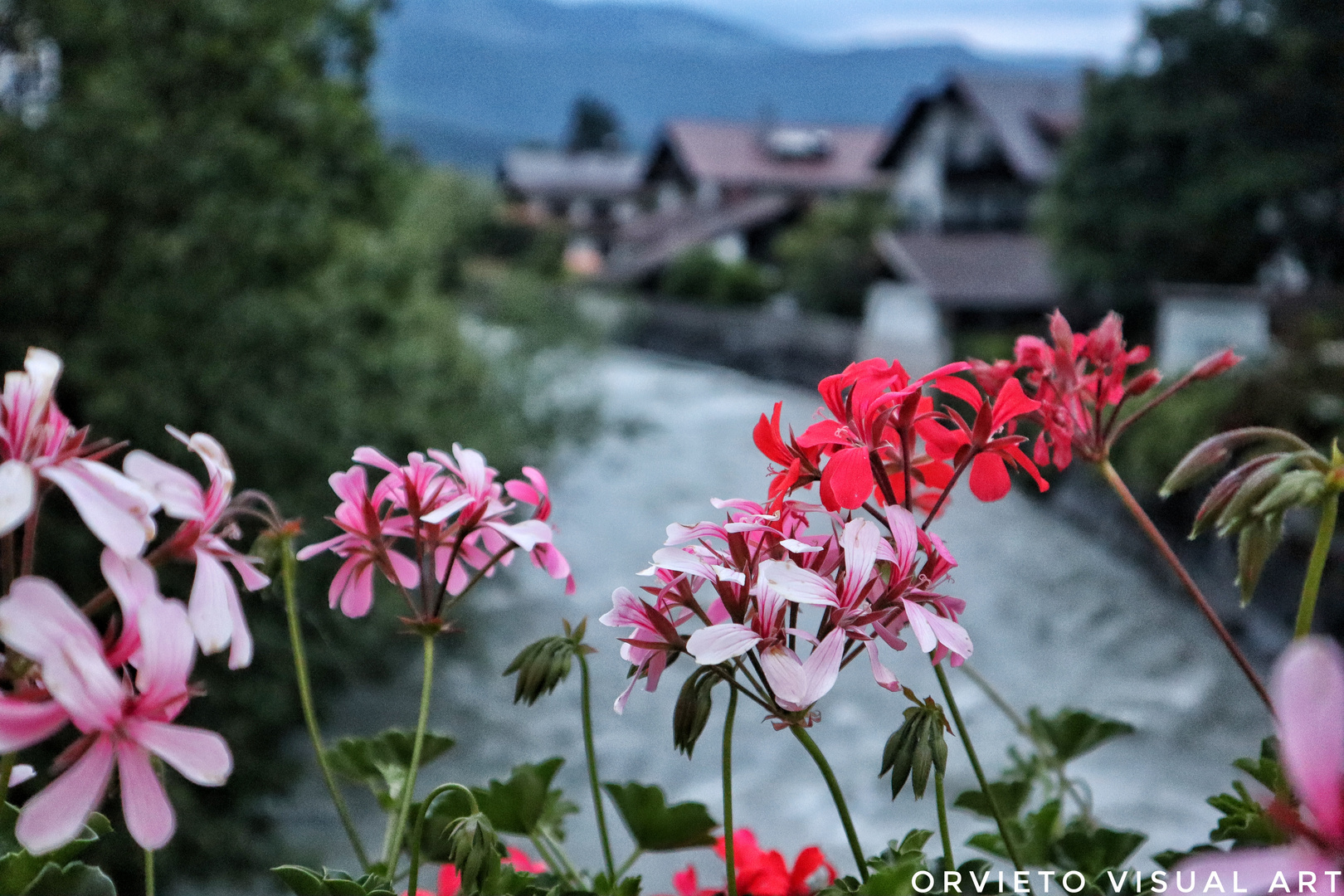 Flowers in Garmisch- Partenkirchen