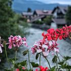 Flowers in Garmisch- Partenkirchen