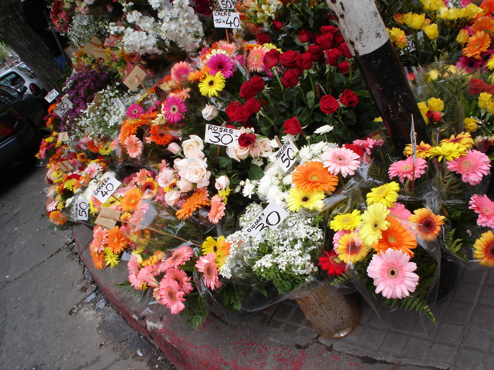 Flowers in Montevideo City