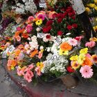 Flowers in Montevideo City