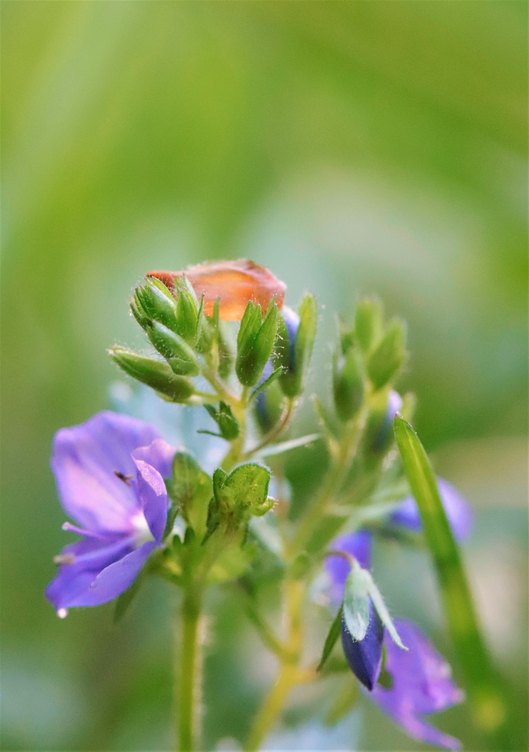 flowers in nature