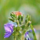 flowers in nature