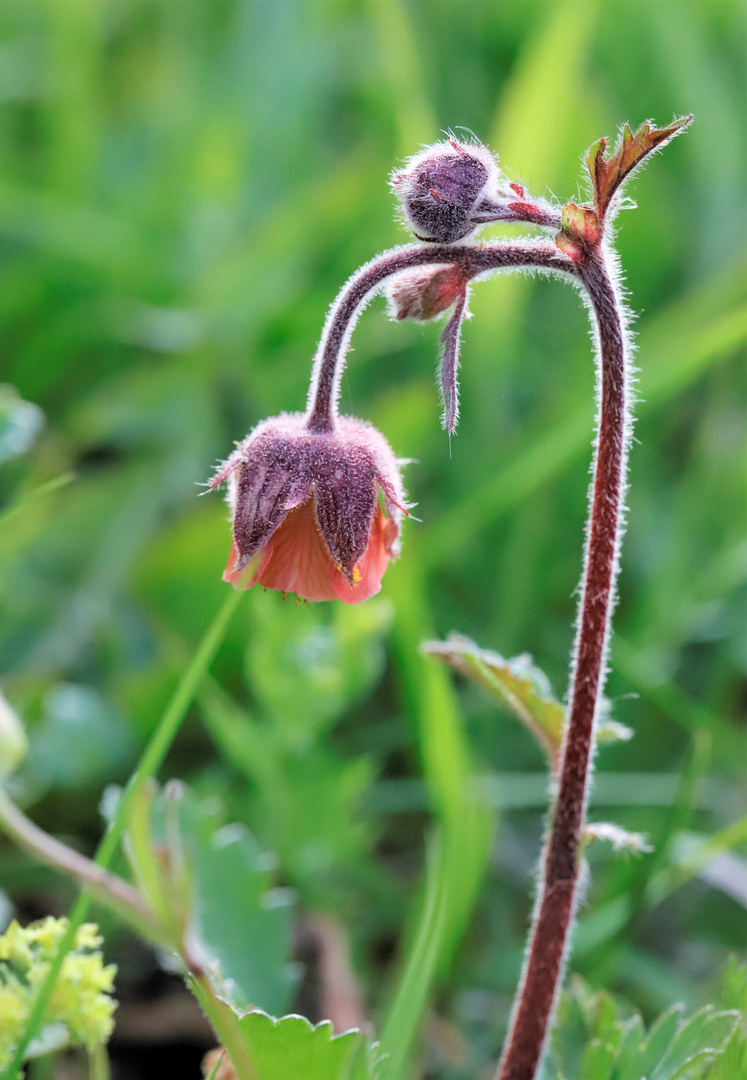 flowers in nature